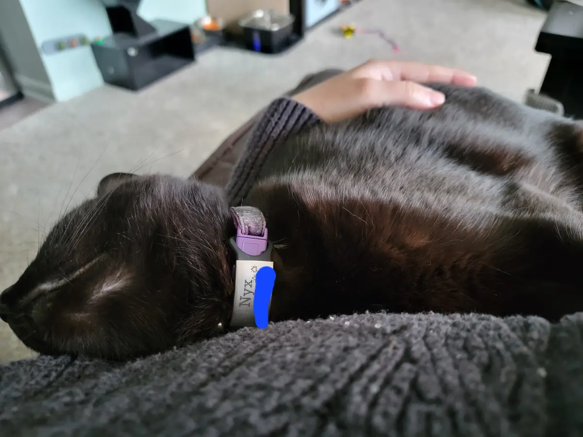 A black cat is sleeping peacefully on a person's lap, wearing a purple collar with a silver tag that reads 'NYX' but has a…