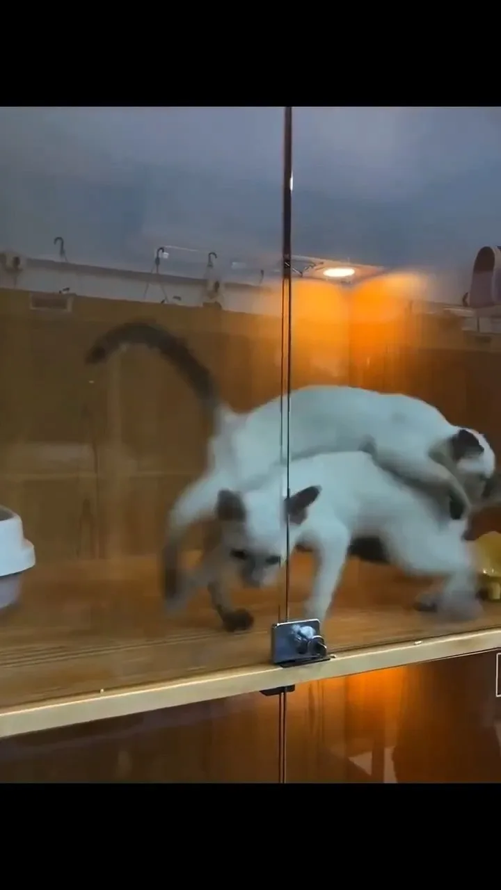 Two light-colored cats are inside a glass enclosure, one is standing on its hind legs while the other is on top of it, both…