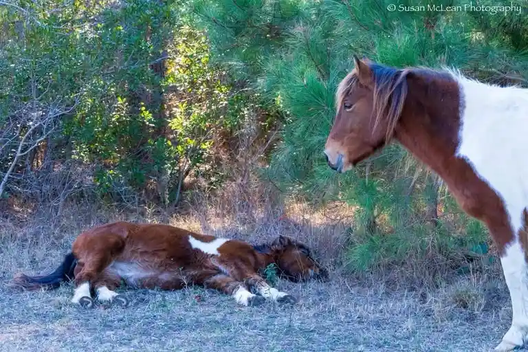 A brown and white horse stands upright, looking down at a smaller brown and white foal lying on its side in dry grass. The…