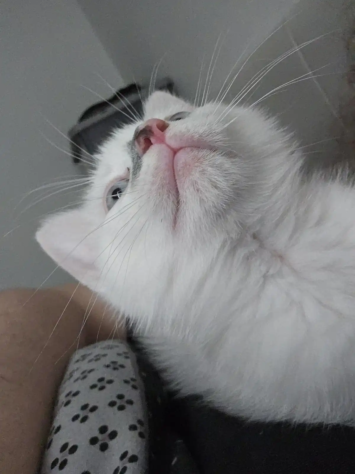 A close-up photo shows a fluffy white cat with grey markings on its head and blue eyes, looking upward with its mouth…