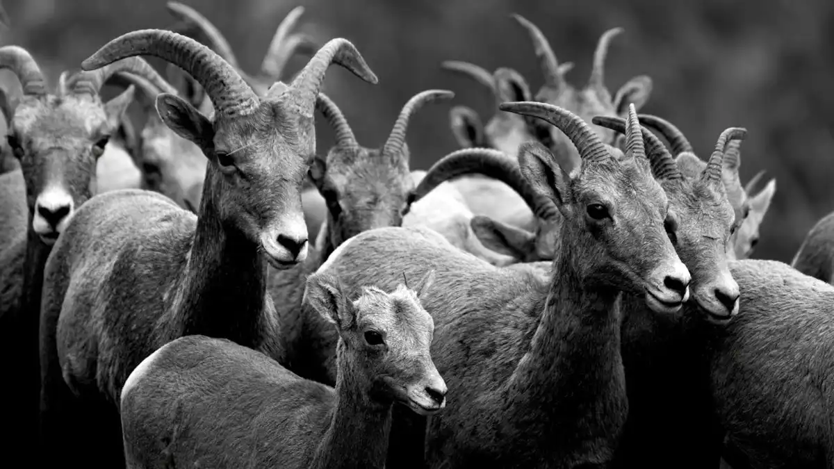 A black-and-white photo shows a dense group of bighorn sheep, mostly rams with large curved horns, staring intently at the…