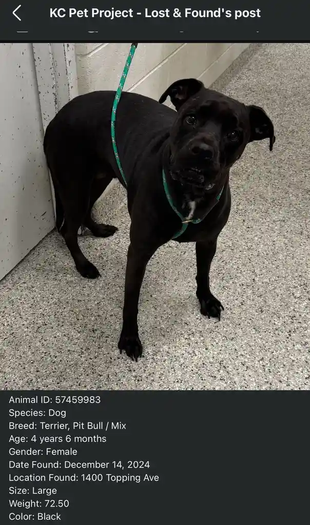 Searching for Loving Homes for Adorable Pets in Kansas City