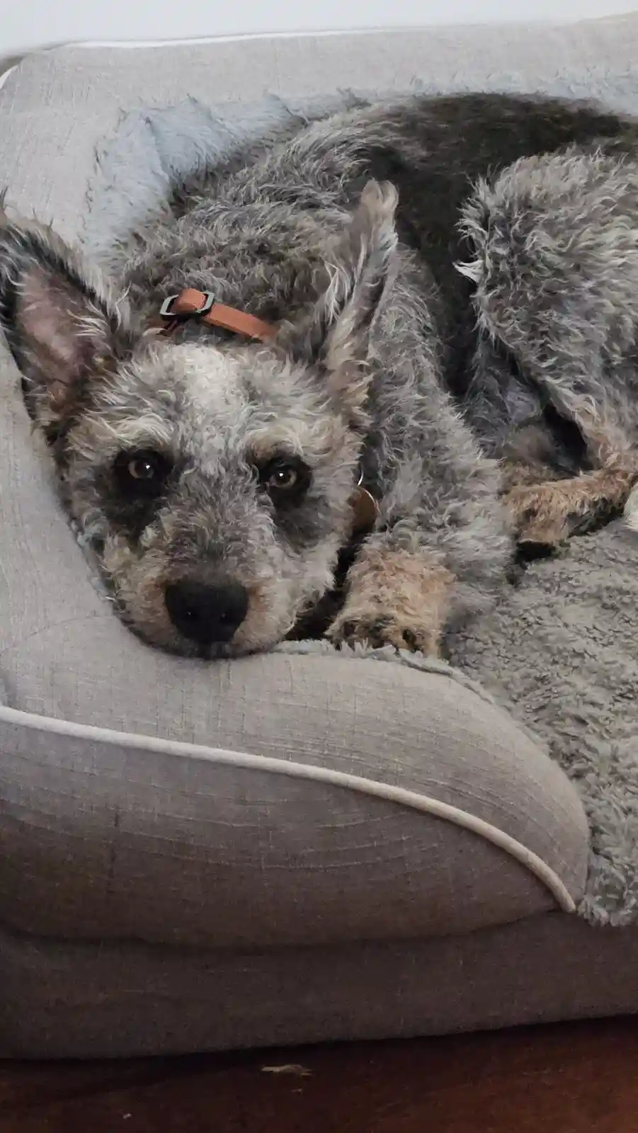 A scruffy, gray and white dog with large ears and a brown collar lies curled up on a light gray, fluffy dog bed. The dog is…
