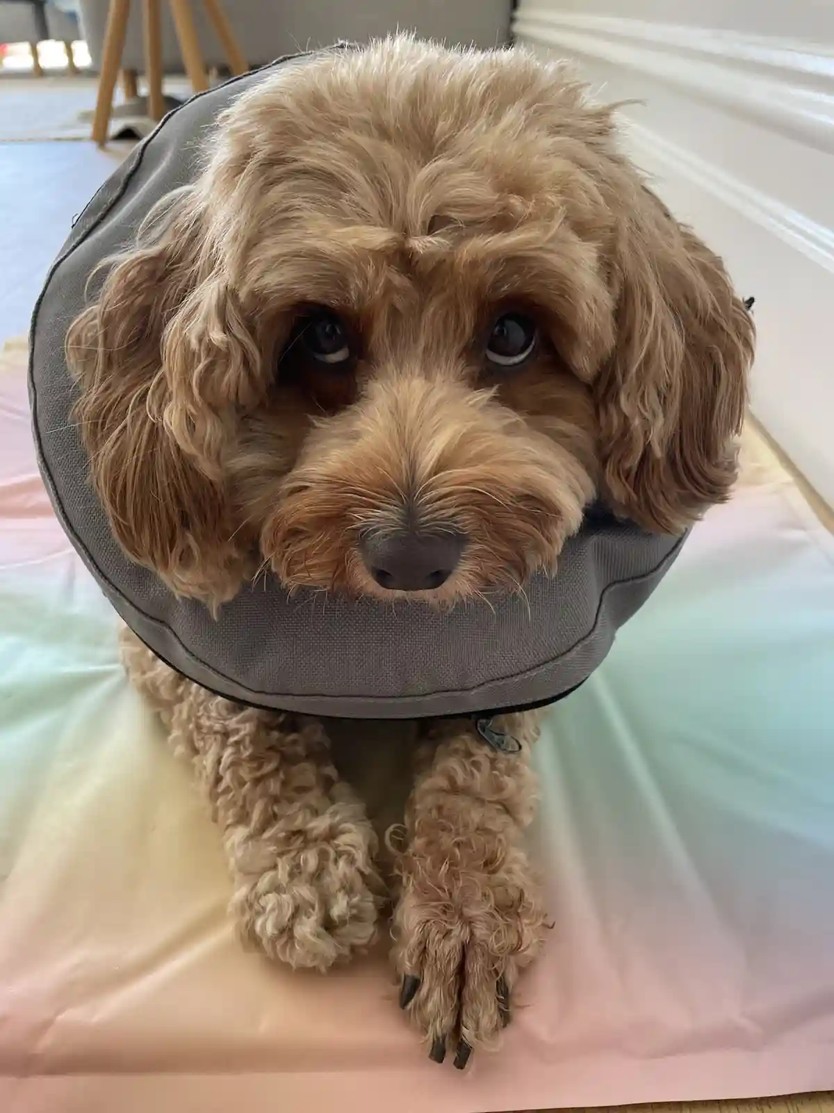 A light brown, curly-haired dog with large, sad eyes is wearing a grey cone collar and sitting on a pastel-colored surface…