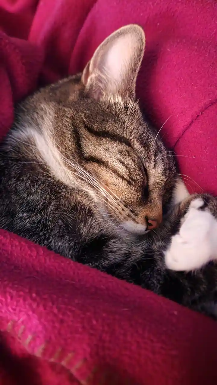 A tabby cat with white paws is curled up and sleeping soundly on a textured magenta blanket. Its eyes are closed, and one…