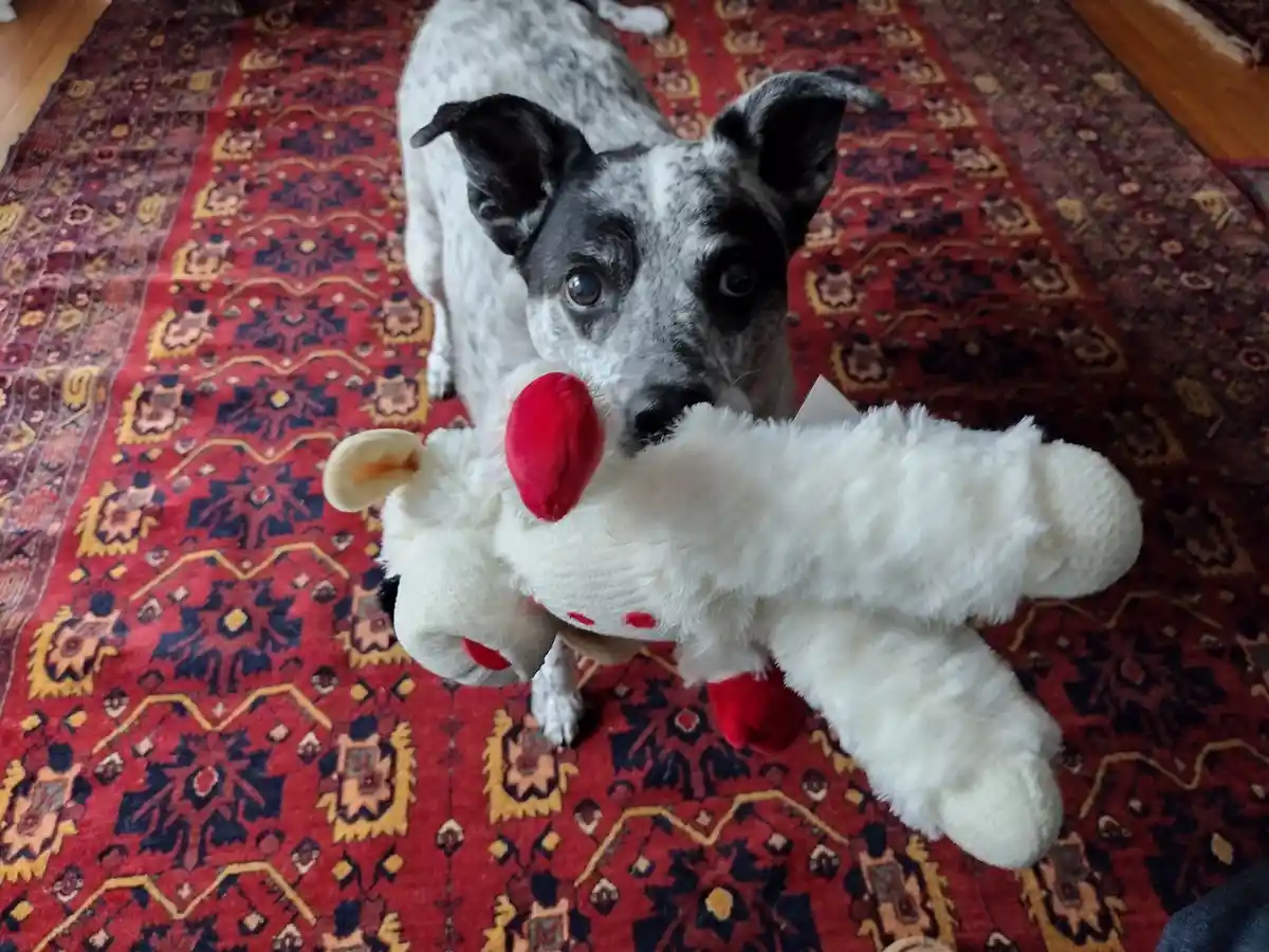 A black-and-white spotted dog sits on a red patterned rug, looking directly at the camera while holding a white plush clown…
