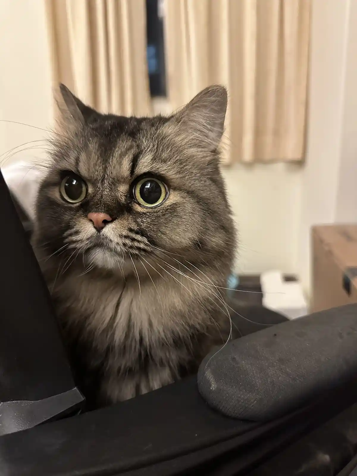 A fluffy gray tabby cat with wide, startled green eyes stares directly at the camera from behind a black office chair. The…