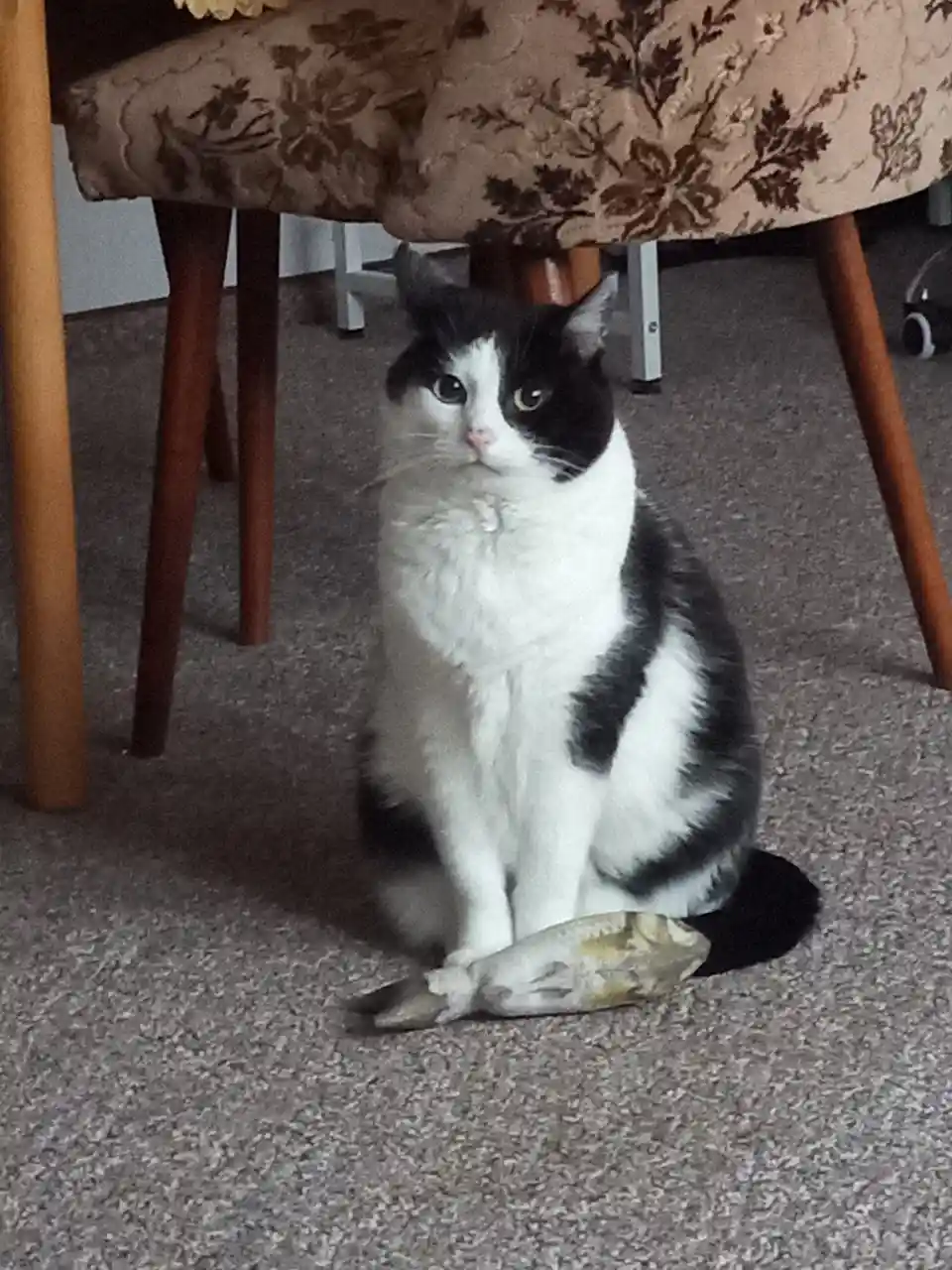 A black and white cat sits on a carpeted floor beneath a floral-patterned chair, looking directly at the camera with a…