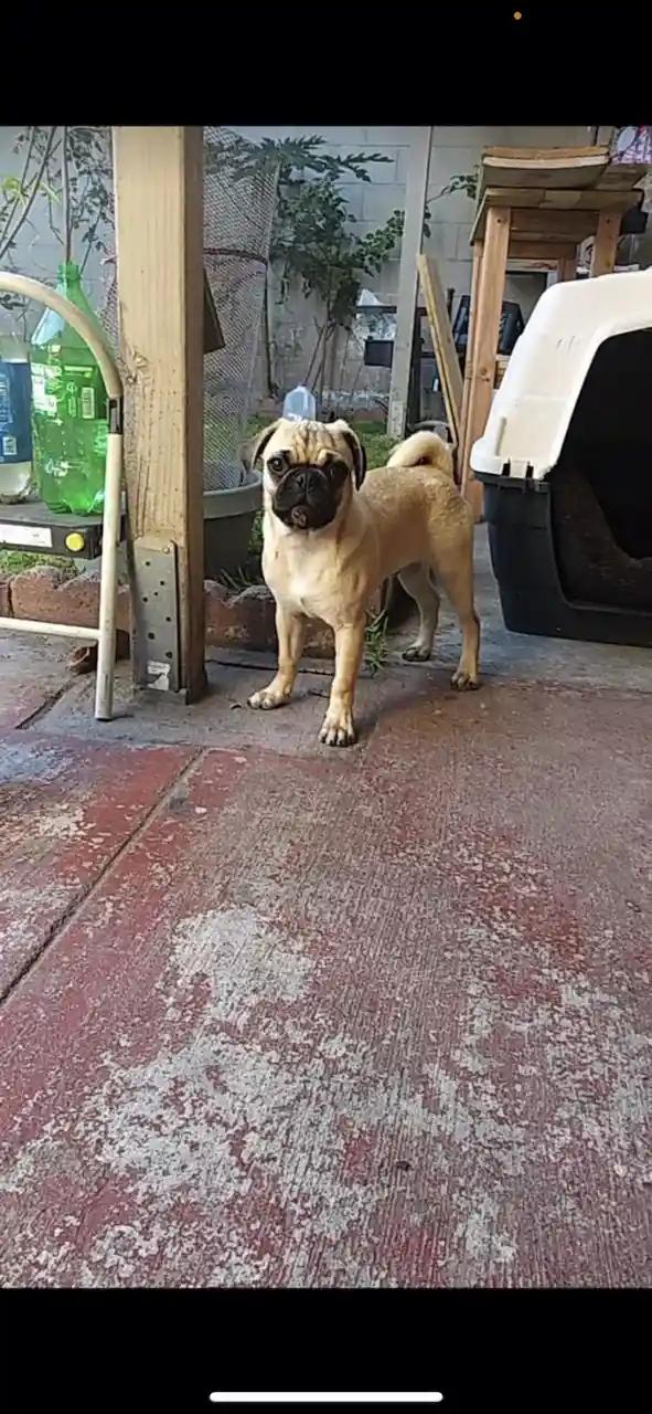 A fawn-colored pug stands on a weathered red and white concrete patio, looking directly at the camera with a slightly…