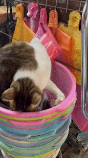A sequence of six images shows a brown and white cat initially curled up and sleeping inside a colorful, multi-layered…