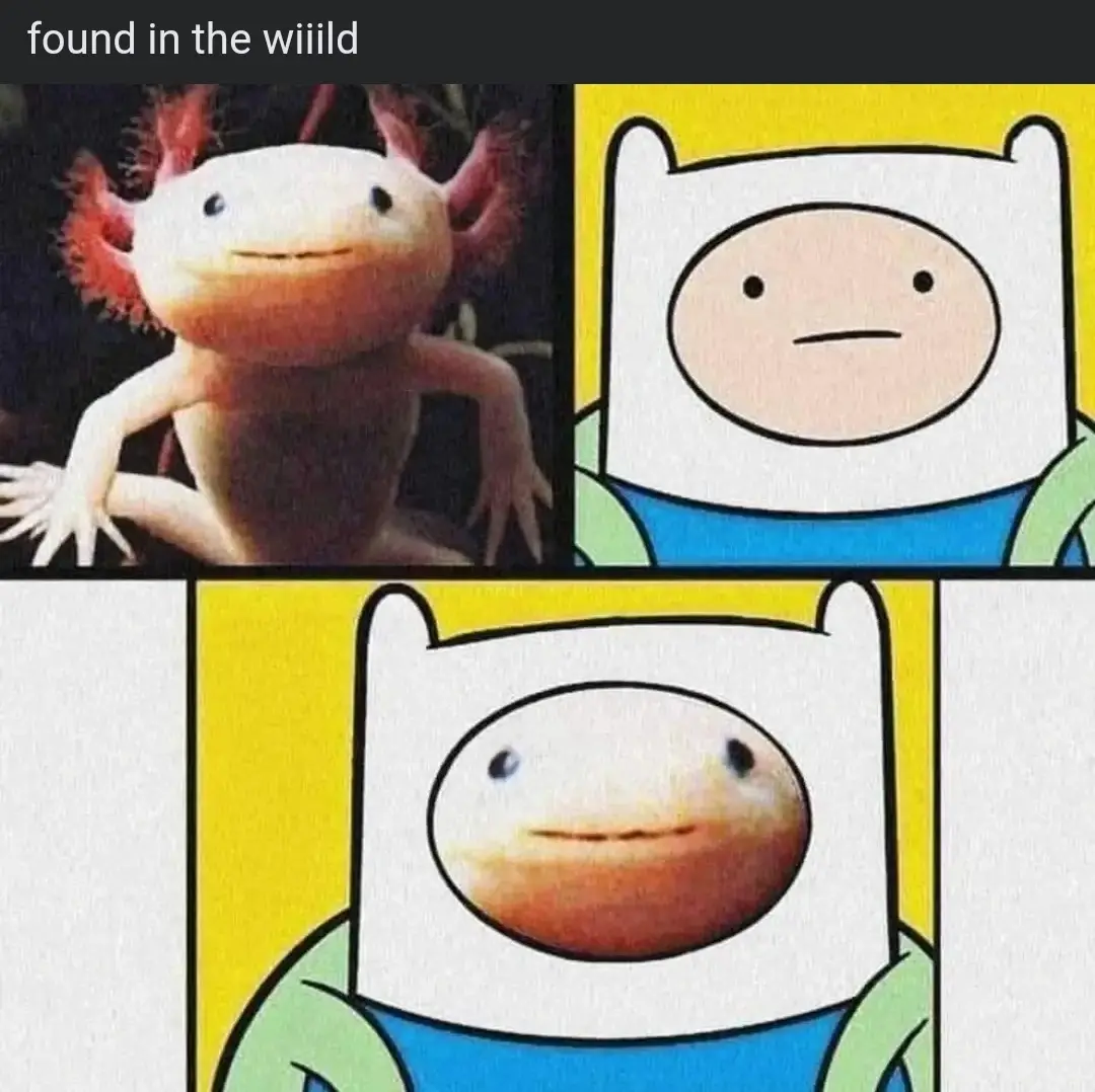The image is a three-panel meme featuring a real axolotl on the top left and cartoon character Finn from Adventure Time on…