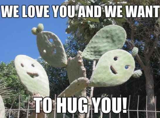A photo of several prickly pear cactus pads with cartoonish smiling faces drawn on them, set against a blue sky and trees…