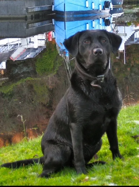 A black Labrador Retriever sits on green grass near water, looking upward with a calm expression. Behind it, a blue boat and…