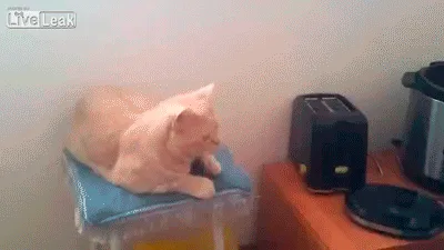 A sequence of images shows a light orange cat lounging on a blue cushion atop a yellow stand in a kitchen. The cat then…