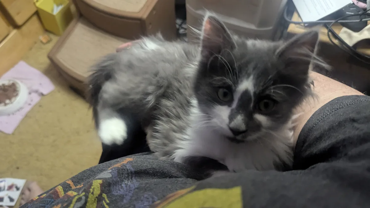 A fluffy gray and white kitten with wide, startled eyes sits on a person's lap, looking directly at the camera. The…