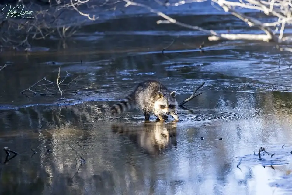 A raccoon stands in shallow, icy water, its reflection visible, surrounded by bare branches. The overlaid text reads 'i'm…