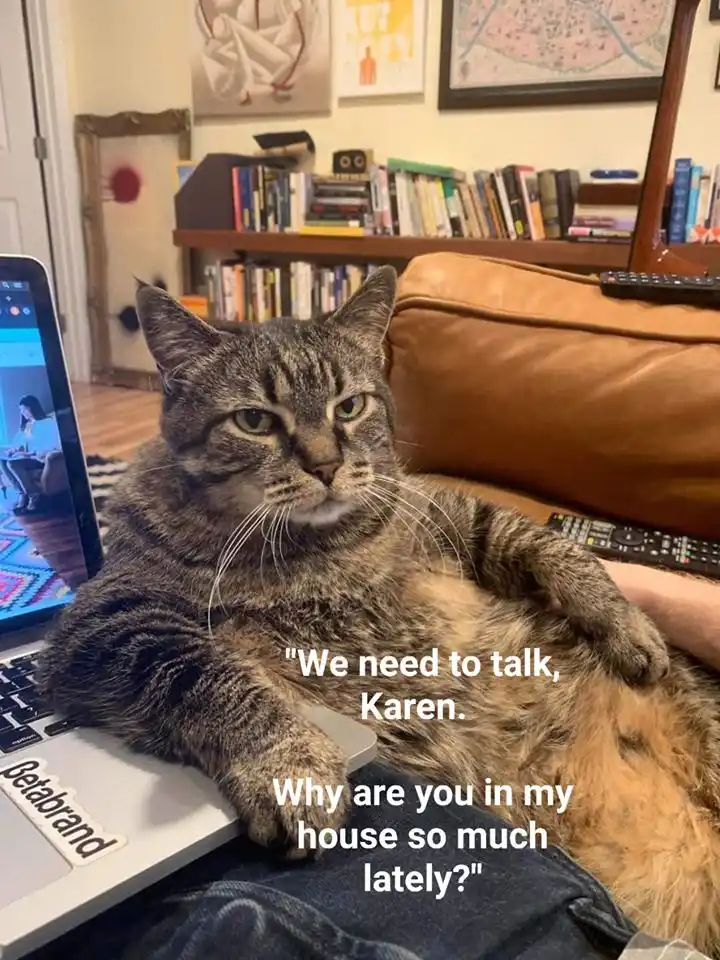 A tabby cat lounges on a person's lap, resting its paws on a laptop keyboard, with a stern, unimpressed expression. The…