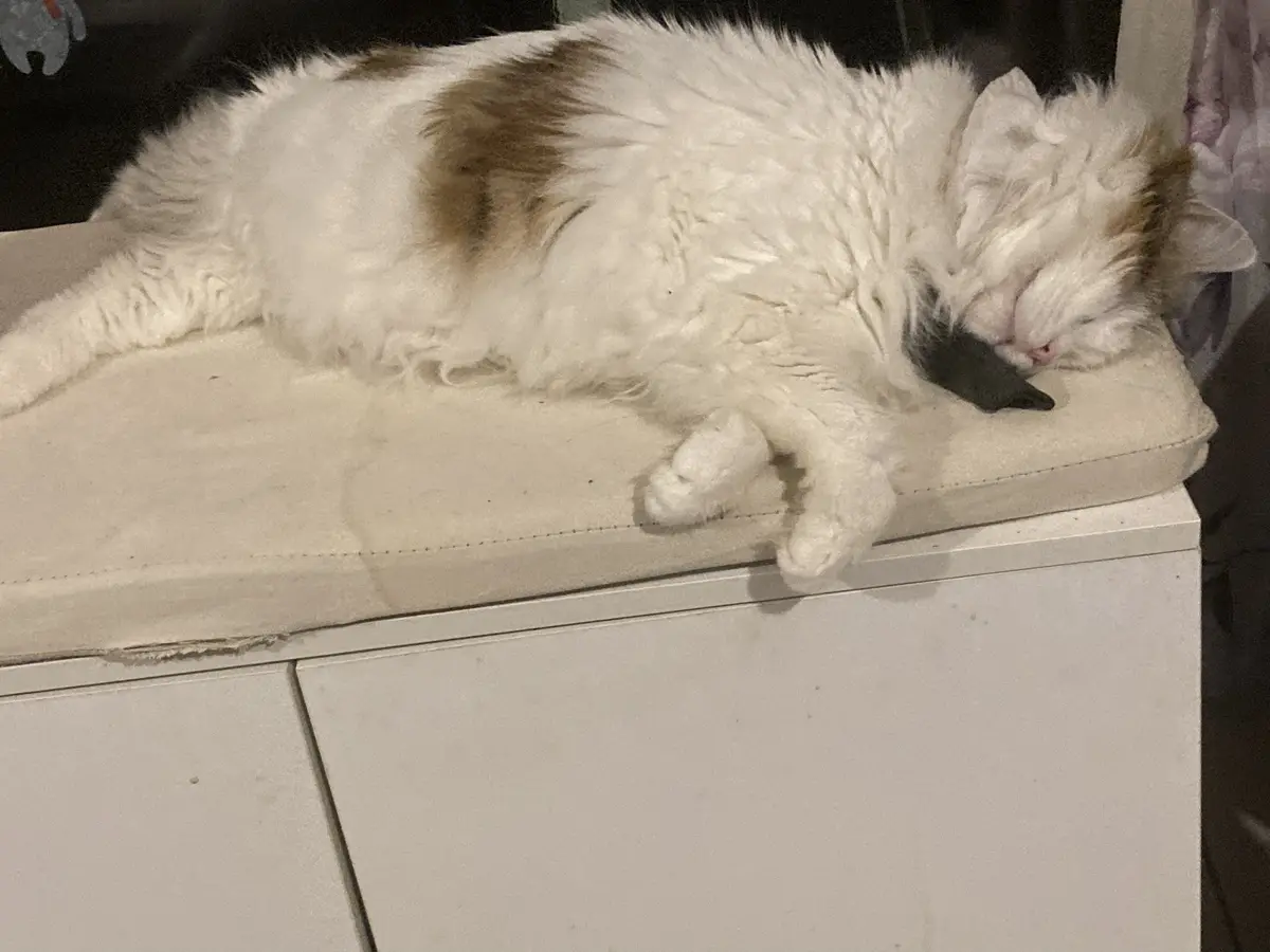 A fluffy white cat with brown patches is sleeping soundly on a beige cushion atop a white cabinet, its head resting on a…