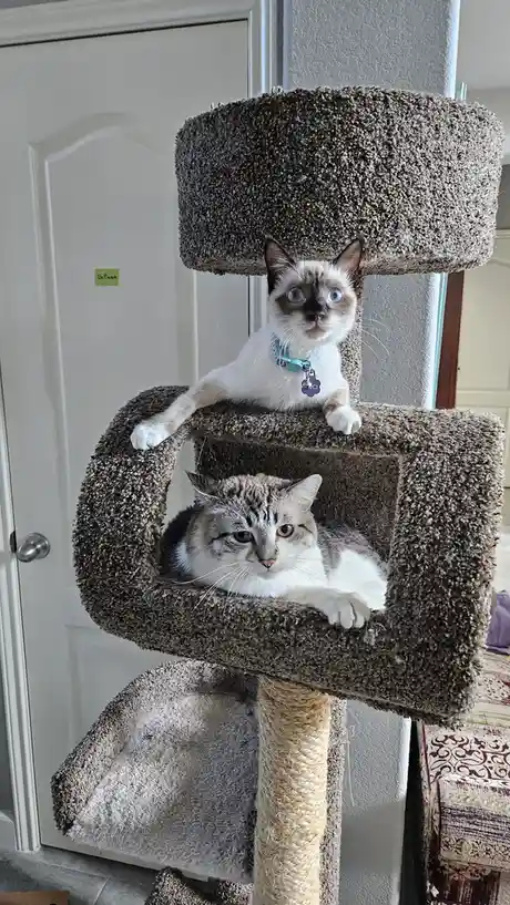 Celebrating Caturday: The Purrfect Day!