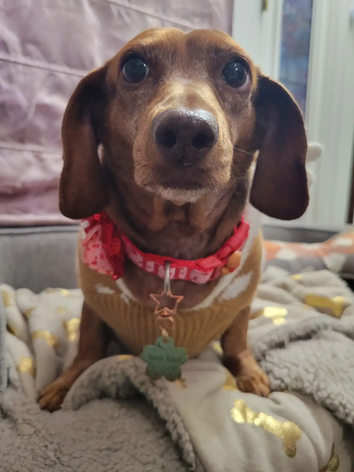 Meet My Adorable Pup Tiger Lilly: A Snapshot of Joy #736