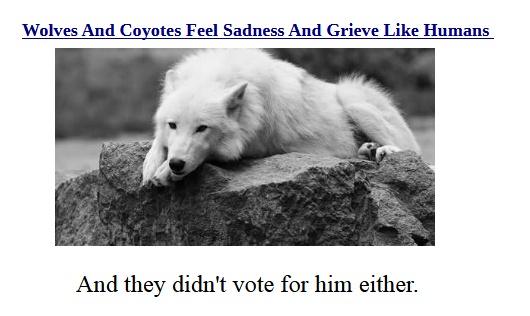 A black and white photo shows a white wolf resting its head on a rock, looking melancholic. The text above reads 'Wolves And…