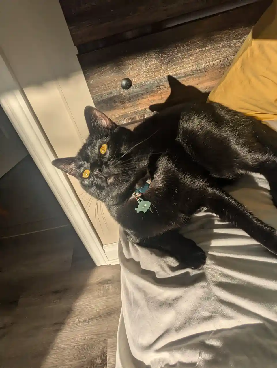 A black cat with yellow eyes lies on a bed, looking up with a relaxed expression, wearing a collar with a tag that reads…