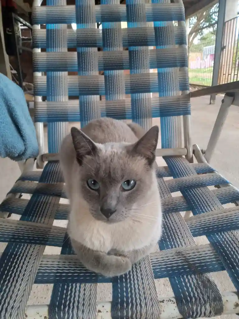 A grey cat with blue eyes sits calmly on a blue and white woven outdoor chair, looking directly at the camera. The cat has…
