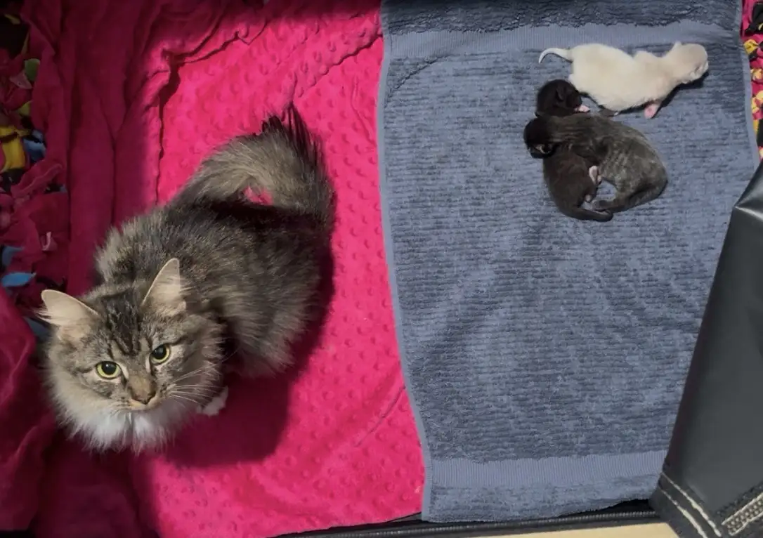 A fluffy gray tabby cat with wide, alert eyes stares directly at the camera from a pink textured blanket, while on an…