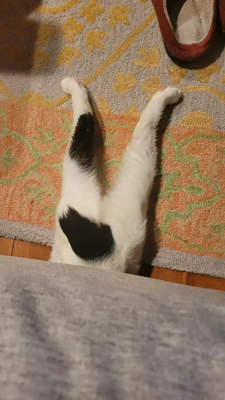 A black and white cat is lying on its back on a patterned rug, legs in the air, appearing very relaxed. The cat's body is…