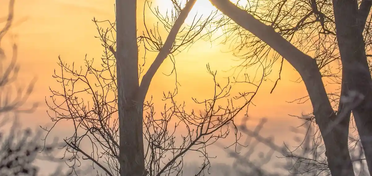 A Mystical Foggy Sunrise: Nature's Canvas