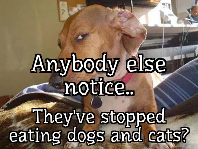 A brown dog with a pink collar and tag looks at the camera with a bored or unimpressed expression while sitting on a striped…
