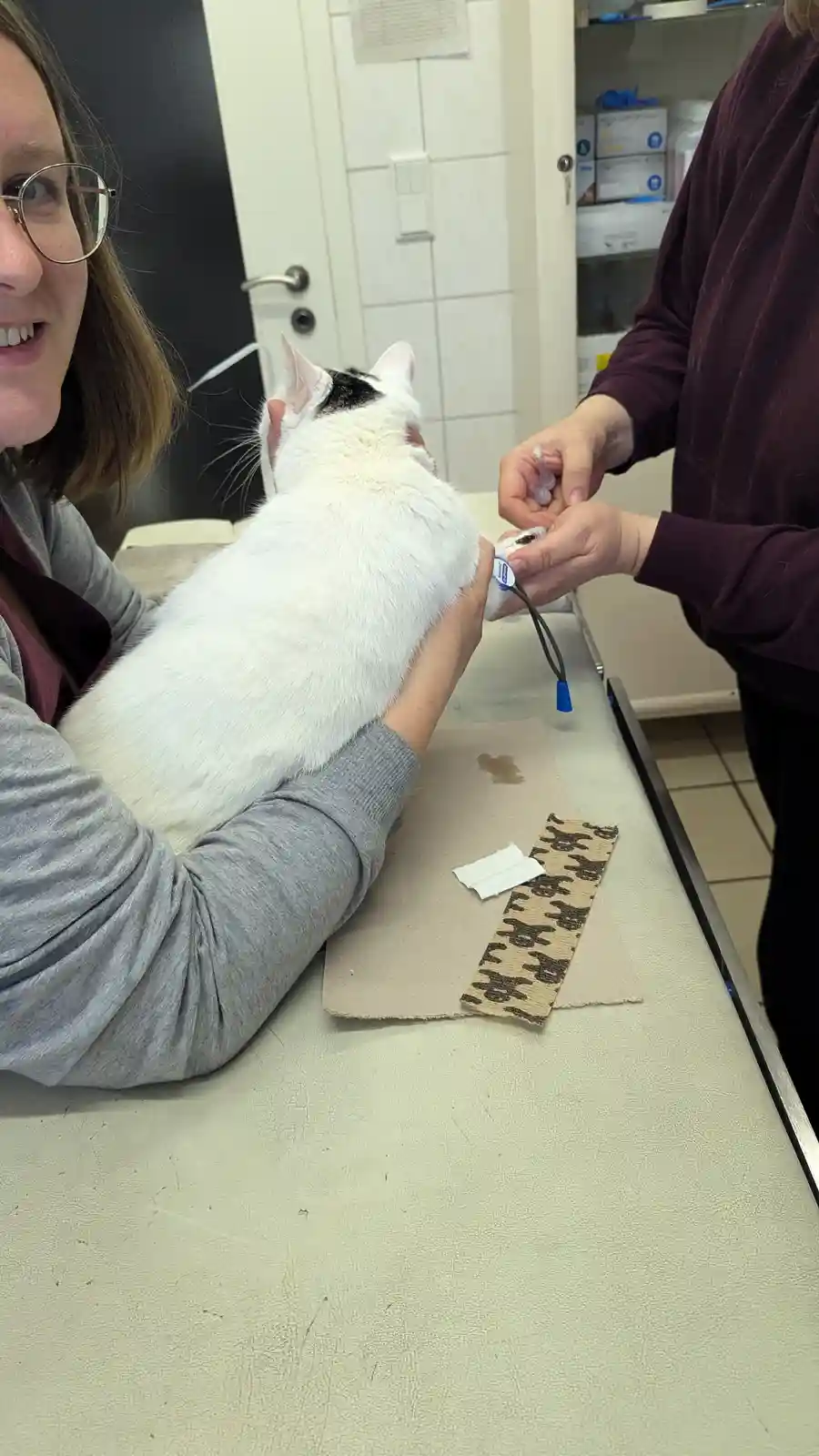 A white cat with a black patch on its head is being held by a person while another person applies a medical device to its…