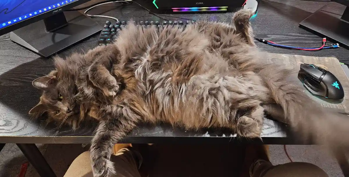 A fluffy gray cat is lying on its back on a dark wooden desk, surrounded by computer equipment including a keyboard, mouse…