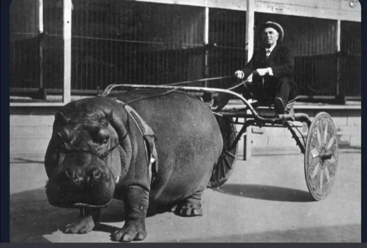 A vintage black-and-white photo shows a large hippopotamus wearing a harness and pulling a two-wheeled cart. A man in a suit…