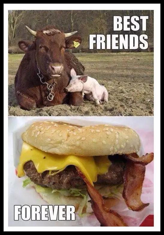 The image is split into two panels. The top panel shows a brown cow and a small white pig lying together in a field, with…