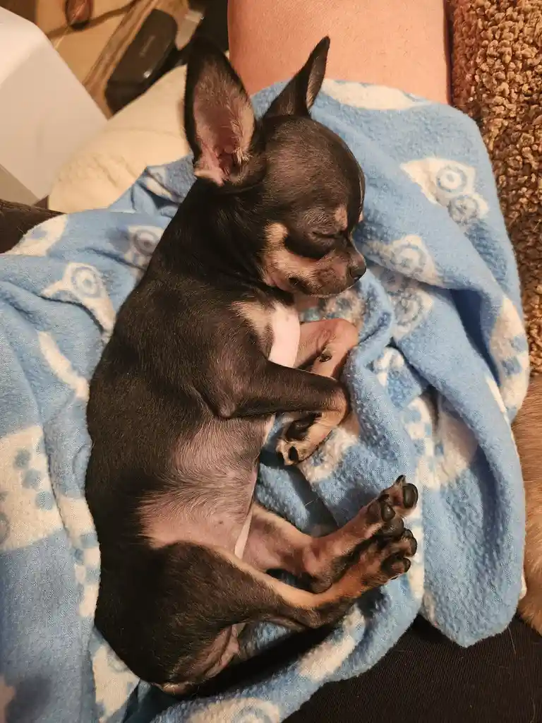 A small black and tan chihuahua puppy is curled up asleep on a blue and white patterned blanket, resting on a person's lap…
