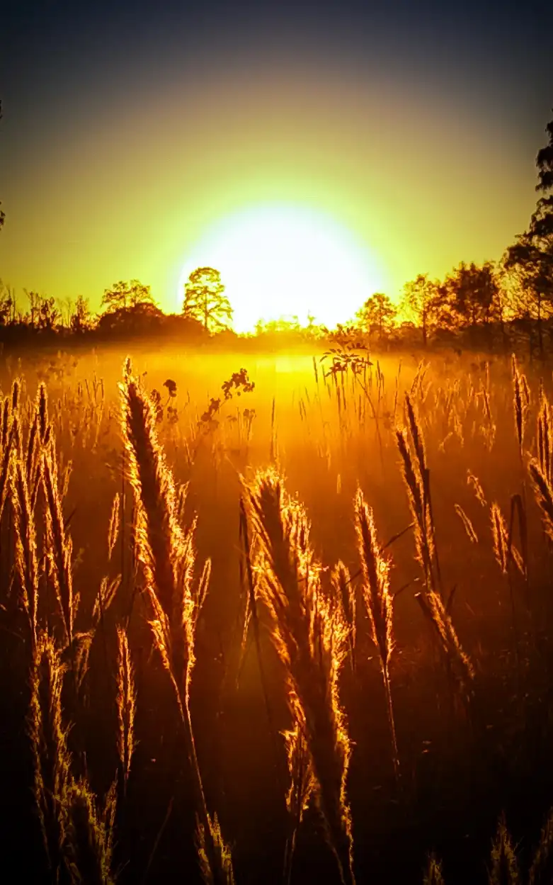 A serene sunrise or sunset photo shows tall grasses in the foreground bathed in golden light, with a bright sun low on the…