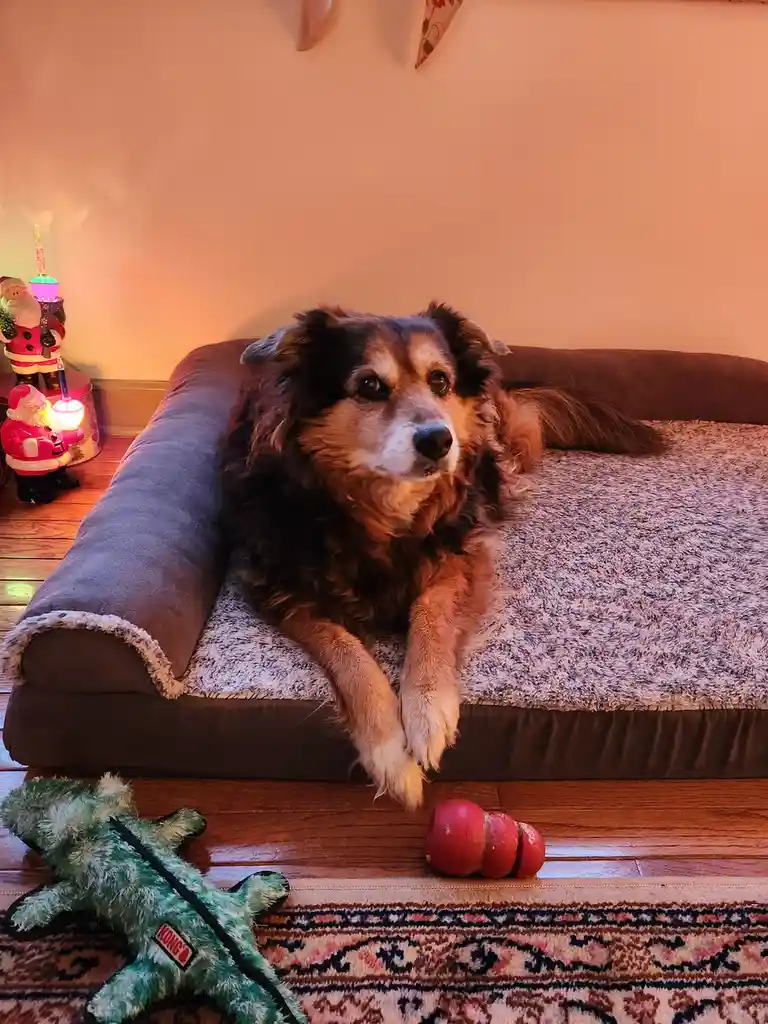 Daily Adventures with Peanut the Dog - Day 1576