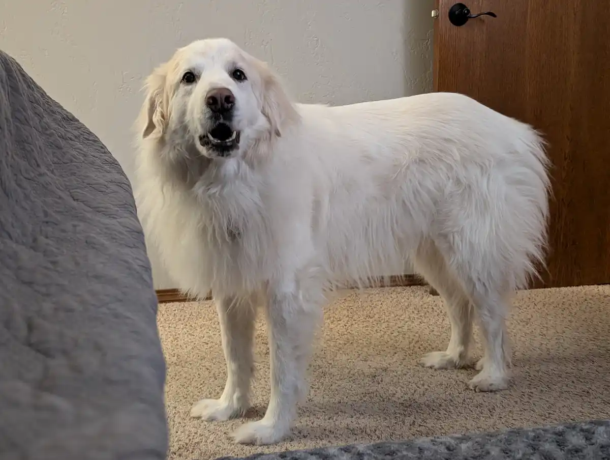 A fluffy white dog stands on a beige carpet indoors, looking directly at the camera with its mouth slightly open, appearing…