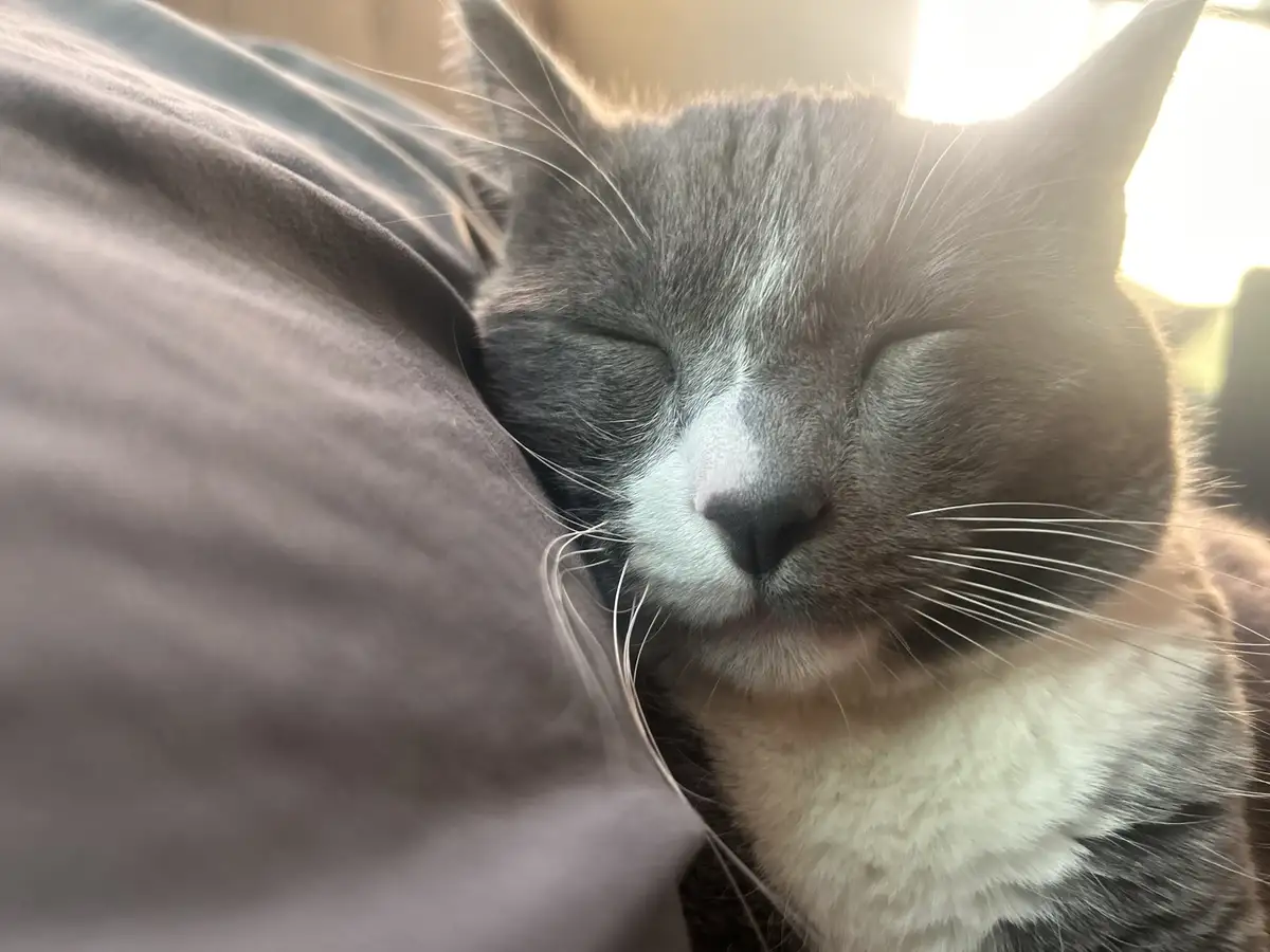 A close-up photo of a gray and white cat with its eyes closed, appearing to be sleeping peacefully while nestled against a…