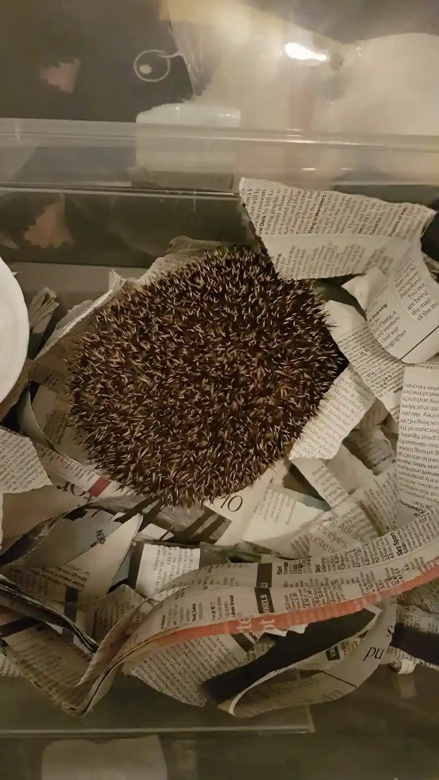 A hedgehog is curled into a tight, spiky ball, resting atop a pile of crumpled newspaper inside what appears to be a clear…