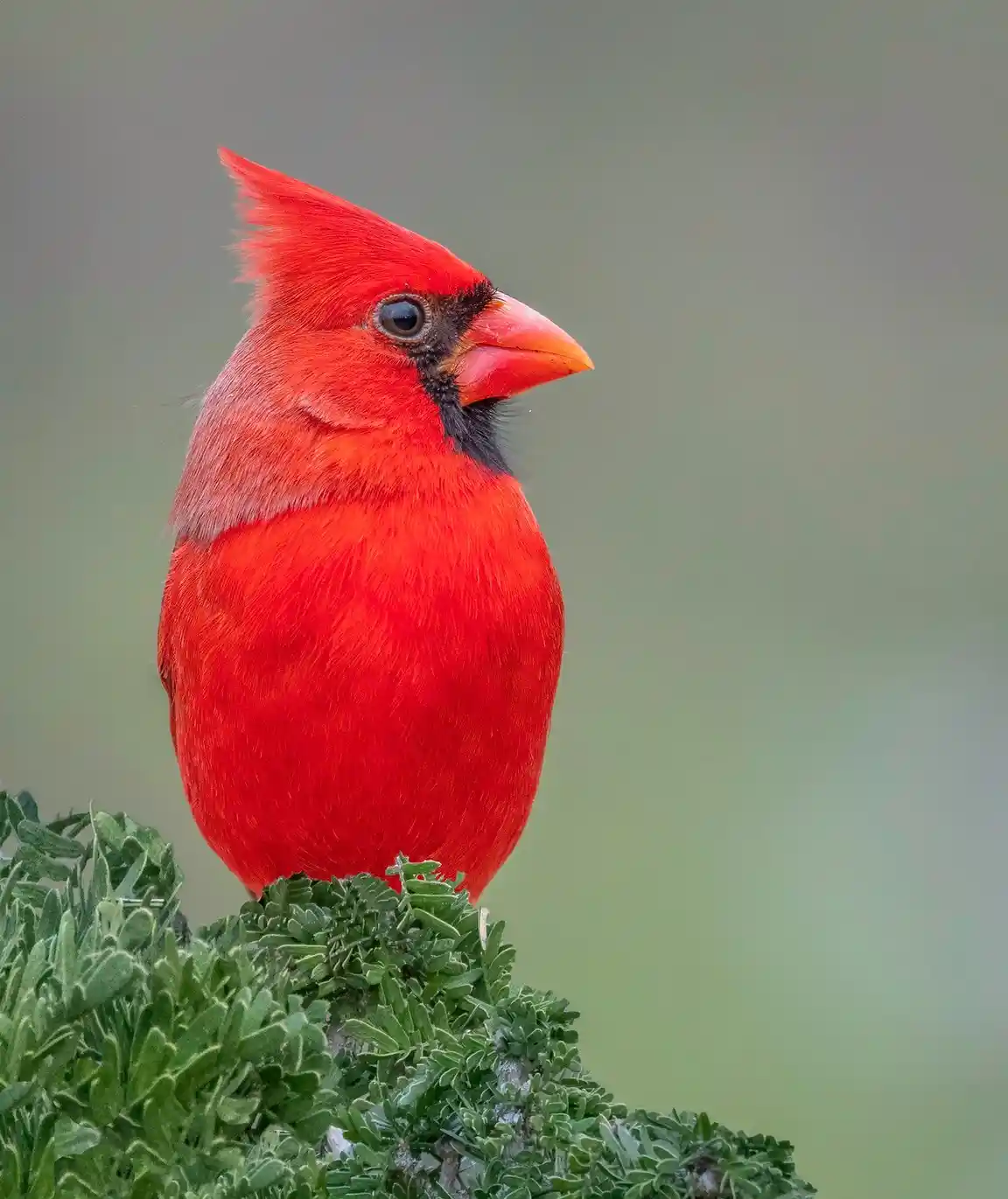 A vibrant red male cardinal bird with a pointed crest and black facial mask perches on green foliage against a blurred…