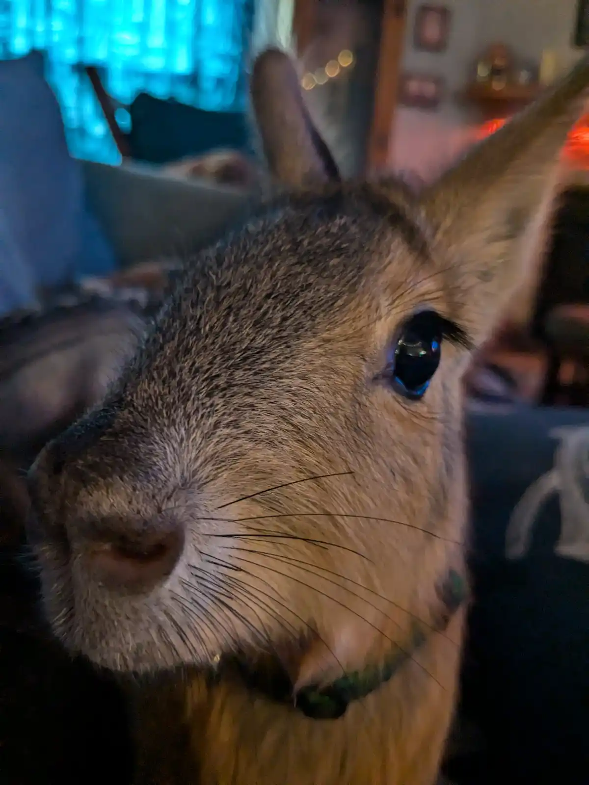 A close-up photo of a small rodent, likely a degu, with large dark eyes and prominent whiskers, looking directly at the…