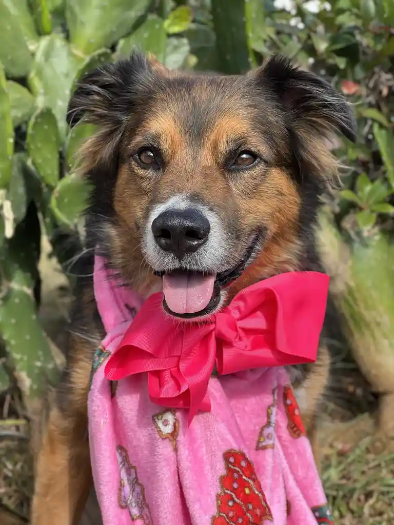 A brown and black dog with a pink blanket draped over its shoulders and a large pink bow tied around its neck, standing in…
