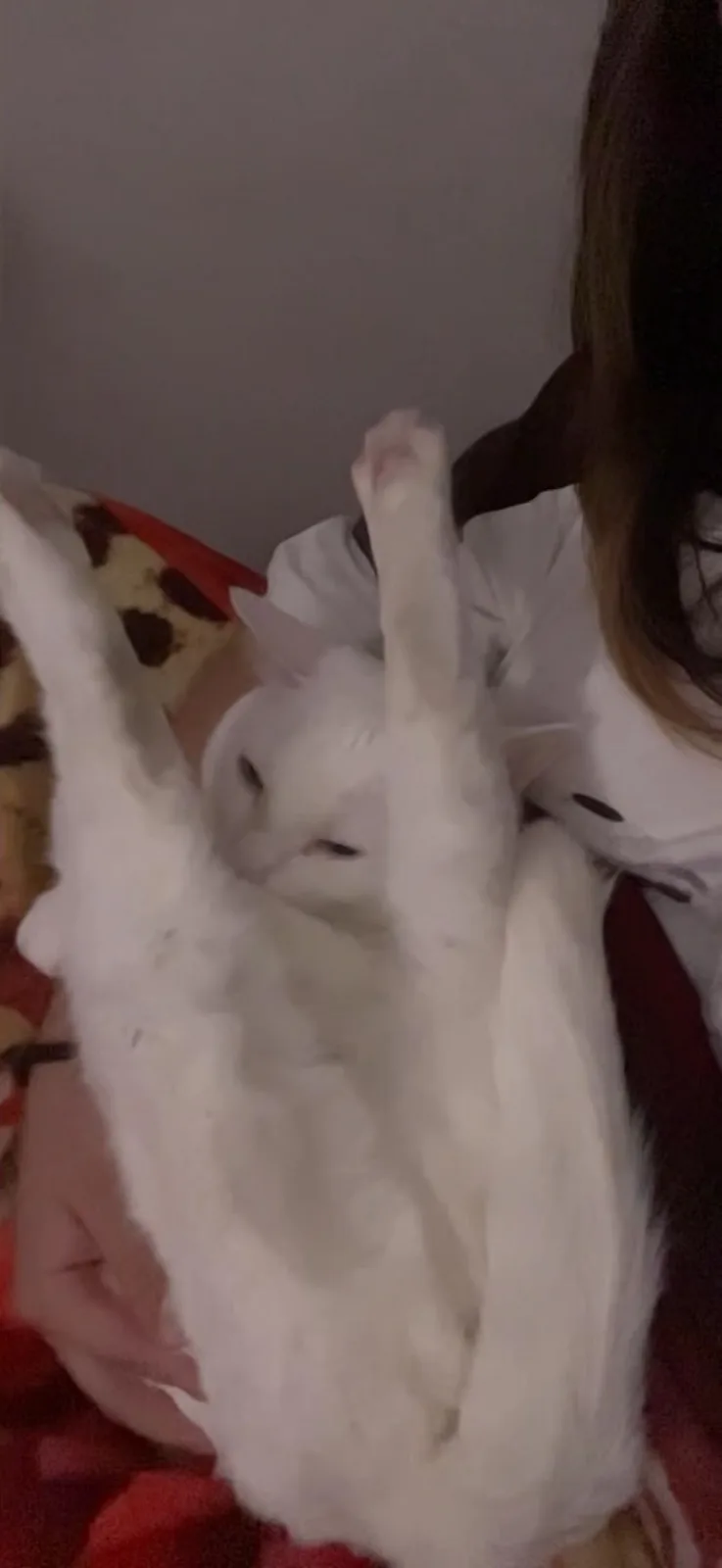 A white cat is being held upside down by a person, its paws raised in the air, looking relaxed and unbothered. The person is…