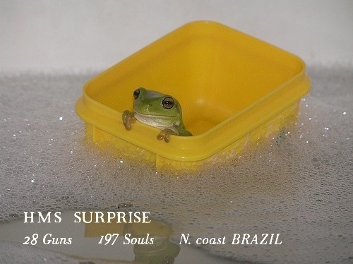 A small green tree frog sits inside a yellow plastic container partially submerged in soapy water. White text overlaid at…