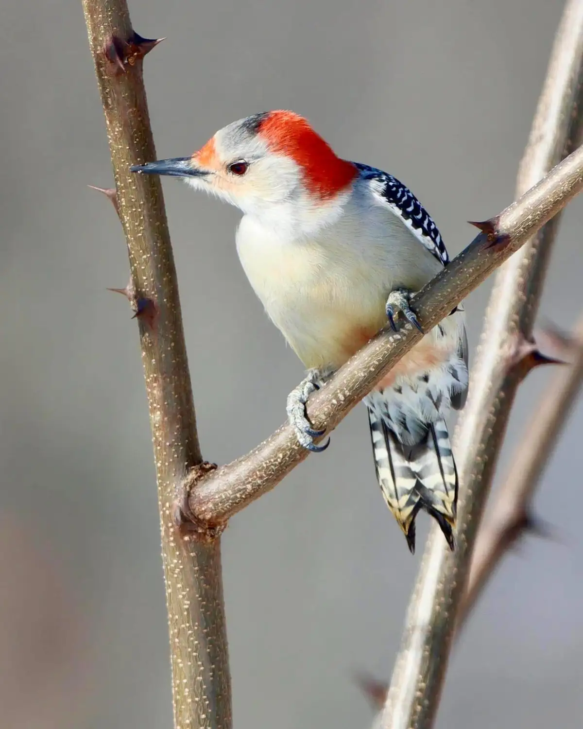 A red-bellied woodpecker perches on a thorny branch, its red crown, white face, and black-and-white wings clearly visible…