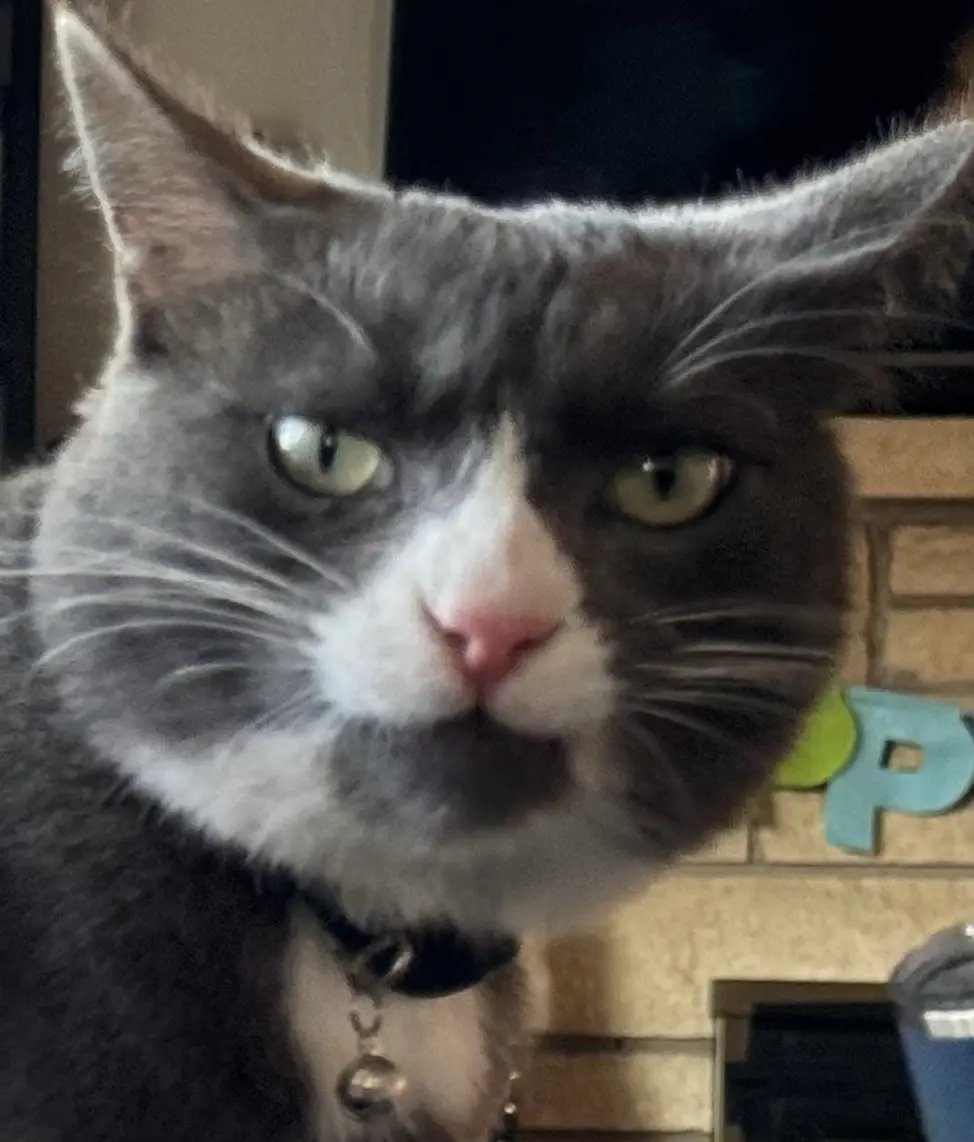 A close-up photo of a gray and white cat with a stern, unimpressed facial expression, looking directly at the camera. The…