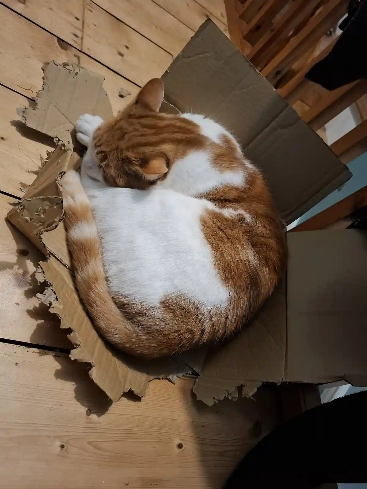 An orange and white tabby cat is curled up and sleeping soundly inside a torn cardboard box on a wooden floor. The box is…