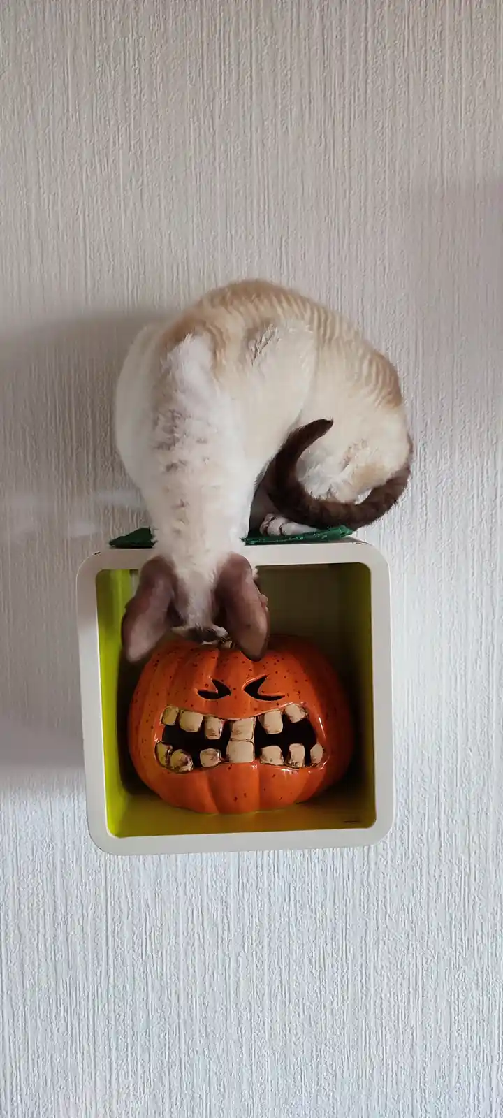 A hairless cat with a white and light brown coat is perched atop a white cube shelf, leaning forward to sniff a ceramic…